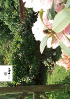 Garden Maintenance A5 Leaflets by 