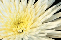 Florists Business Card  by 